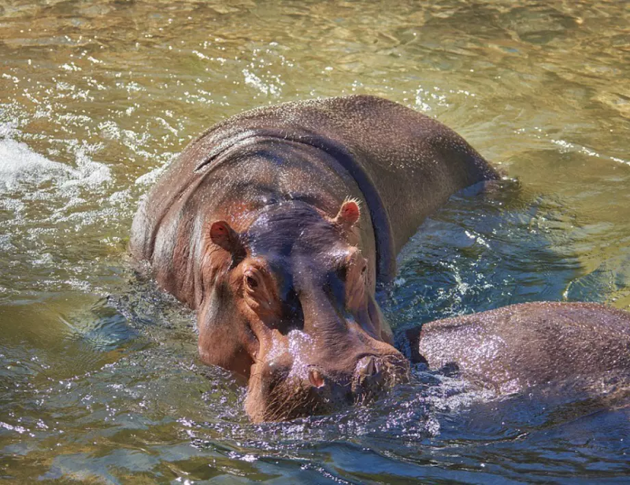 Два хипопотама в Белгия се заразиха с коронавирус 