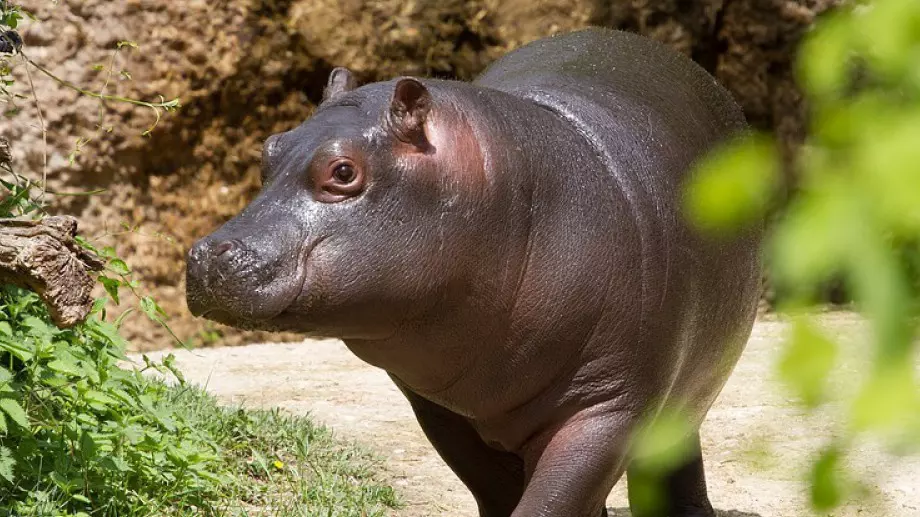 Хипопотам джудже дебютира пред посетители в Чехия