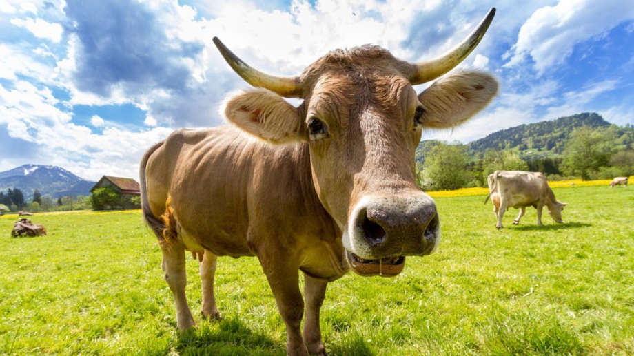 Китай забрани вноса на британско говеждо месо от едър рогат