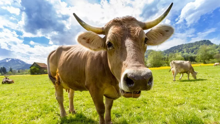 Виц на деня: Купил един мъж крава