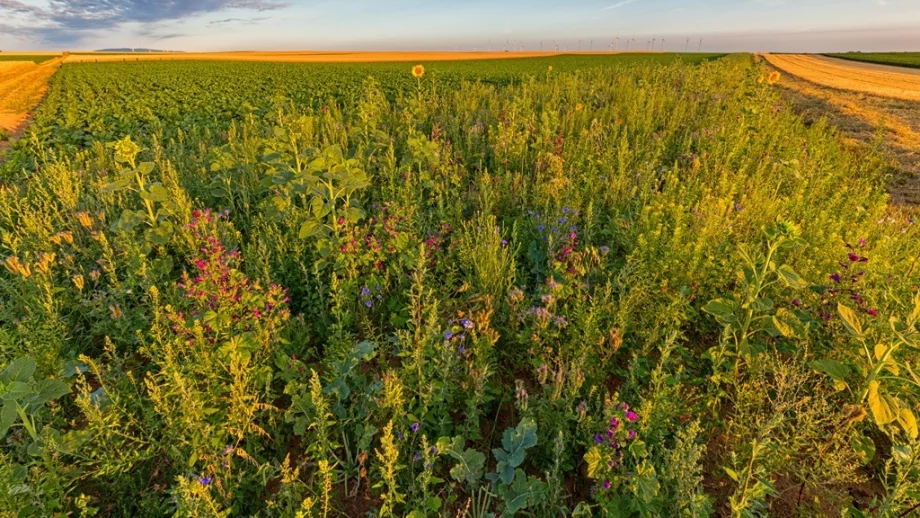 Проучване: Общата селскостопанска политика на ЕС е нецелесъобразна