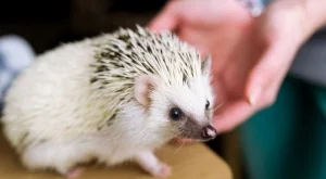 Аз съм таралеж, а обичта ми е на командно дишане