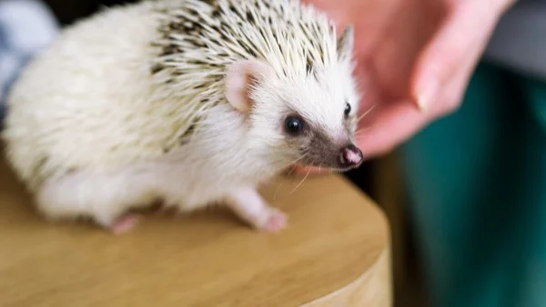 Аз съм таралеж, а обичта ми е на командно дишане