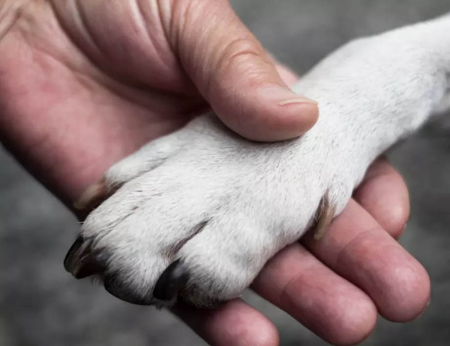 Повдигнаха обвинение на мъжа, проявил жестокост към куче в София