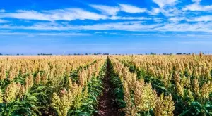 Проверяват на място нивите за субсидиране за кампания 2021 г.