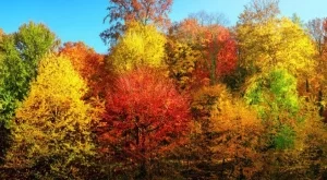 Избери си дърво и разбери какво те очаква през 2018