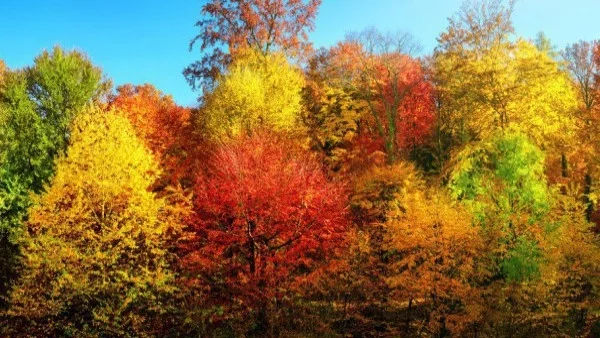 Избери си дърво и разбери какво те очаква през 2018