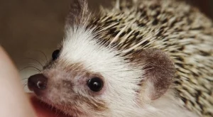 Какво може да научим от таралежите