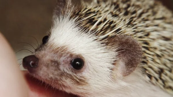 Какво може да научим от таралежите