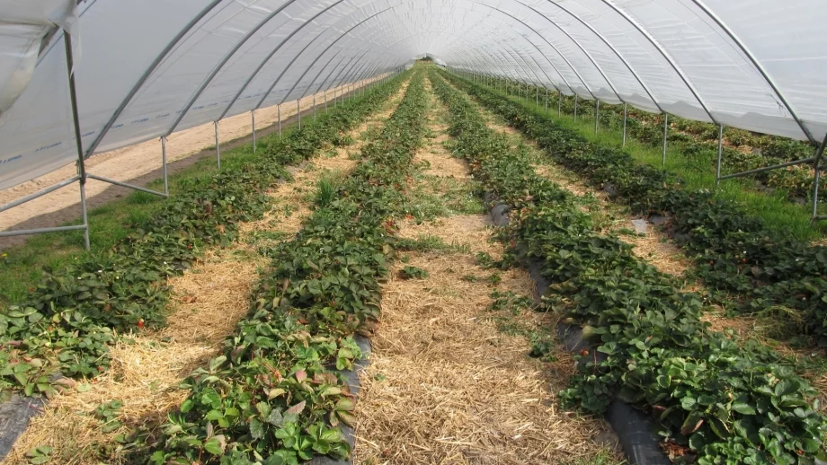 Земеделци получиха над 43 млн. лева по "Натура 2000"