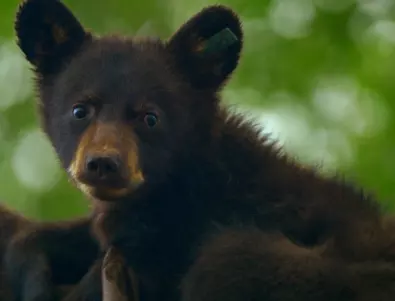 WWF с кампания за опазване на мечките в България