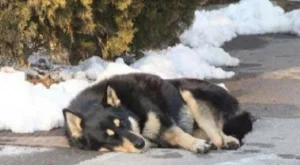 Трогателно! Куче 4 години чака починалата си стопанка (видео)  