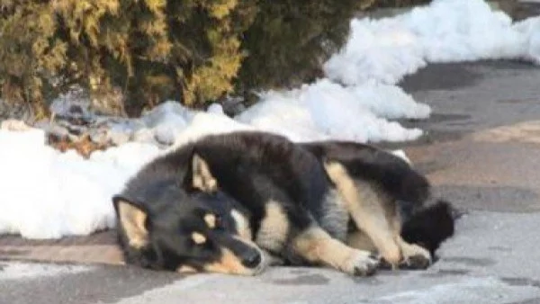 Трогателно! Куче 4 години чака починалата си стопанка (видео)  