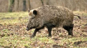 Масово отстрелване на диви свине в Добруджа заради африканската чума