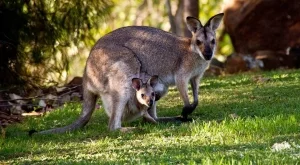 В Австралия има място, където можете да гушкате бебета кенгура (Снимки)