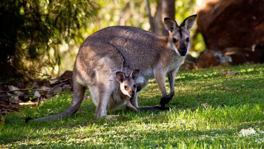 В Австралия има място, където можете да гушкате бебета кенгура (Снимки)