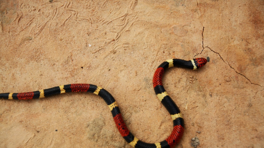 Полузащитникът на Интер Маями Брек Ший хвана змия с голи