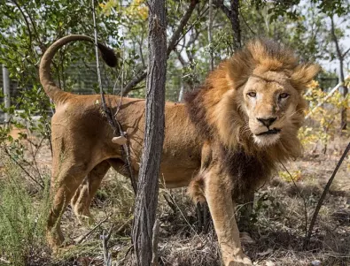 Лъвове и пуми се заразиха с коронавирус от хора в Южна Африка