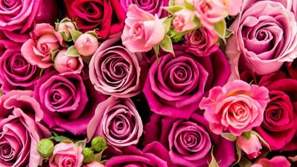 Килим от рози украсява НДК