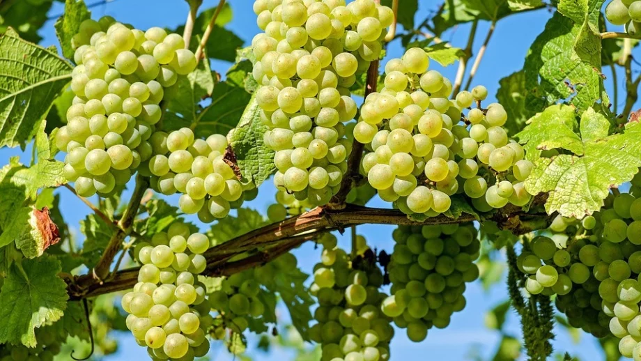 Поредната измамна схема: гроздобер във Франция