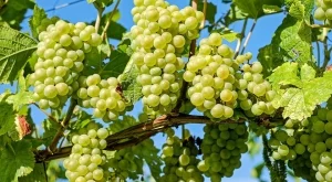 Сърбия ще вложи 300 млн. евро във винопроизводство