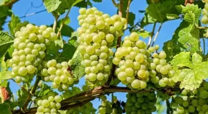 Лозарите излизат на протест