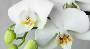 Орхидеите са способни да събудят страст, по-силна дори от романтичната любов