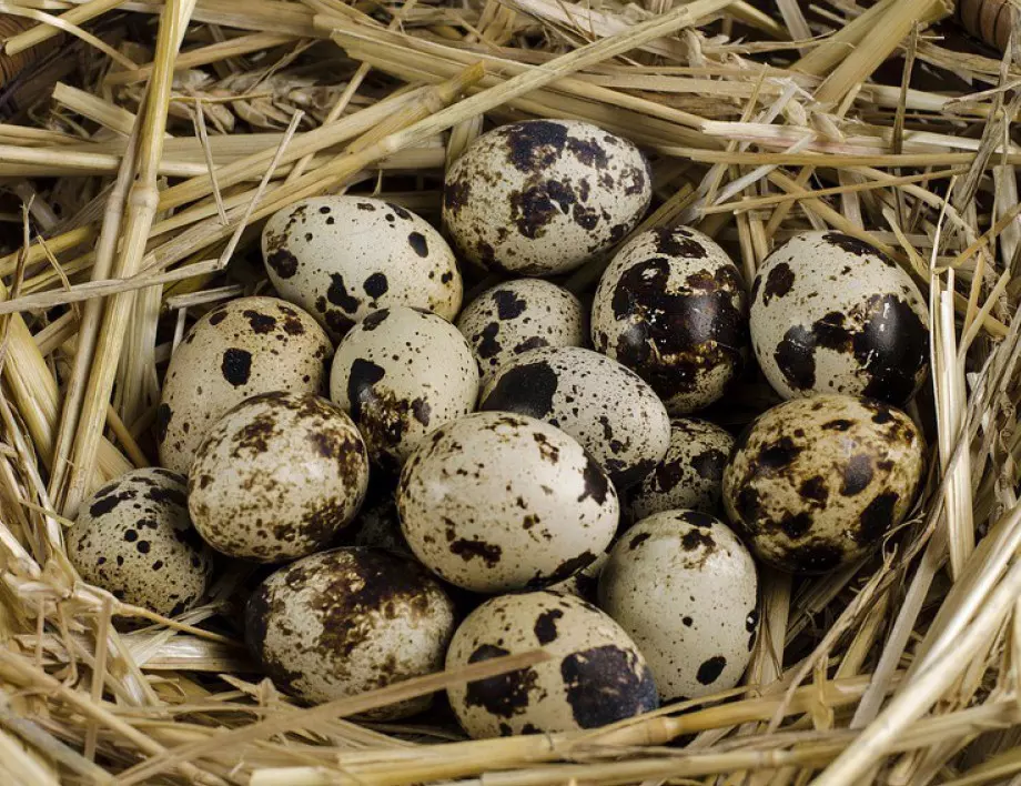 Наистина ли пъдпъдъчите яйца са по-полезни от кокошите?