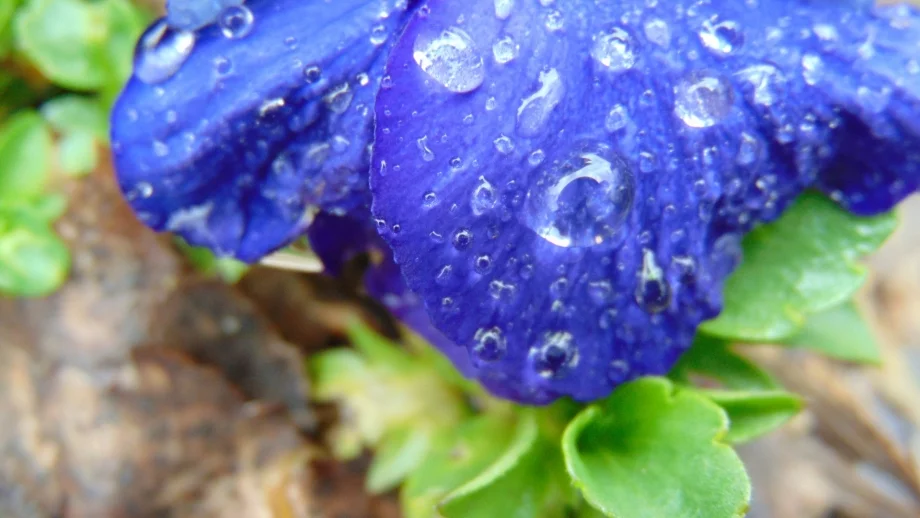 Ето кога ще има дъждове до края на летния сезон