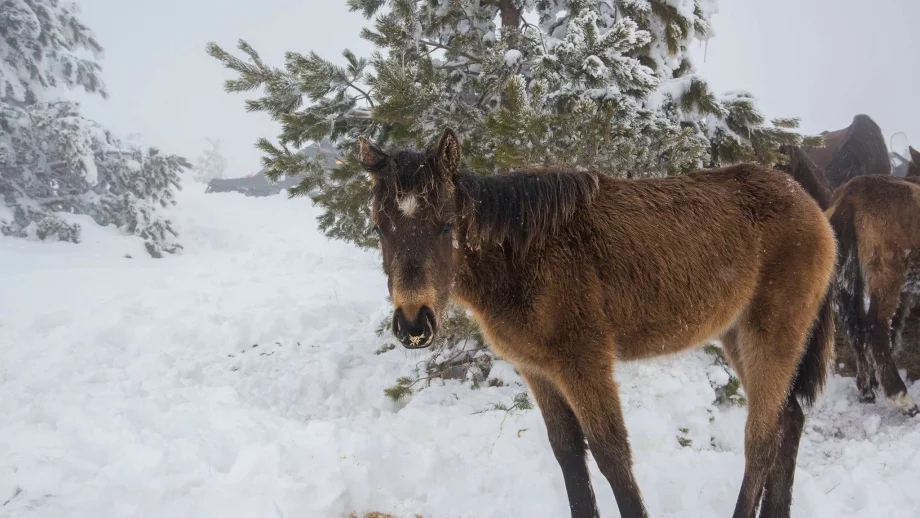 Проверяват всички обекти, в които се отглеждат коне 