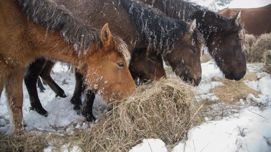 Областен директор на БАБХ ще бъде уволнен заради казуса с бедстващите коне