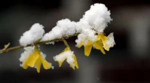 Снегът идва до края на седмицата