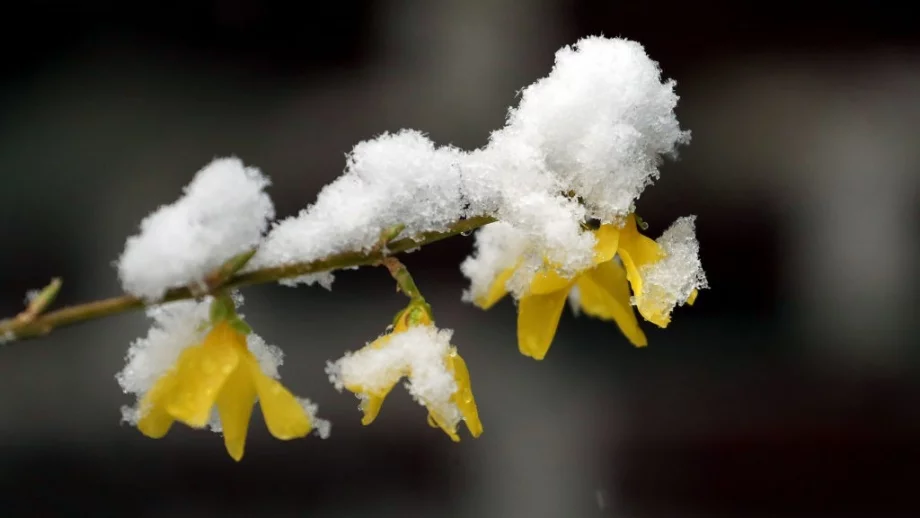 Снегът идва до края на седмицата