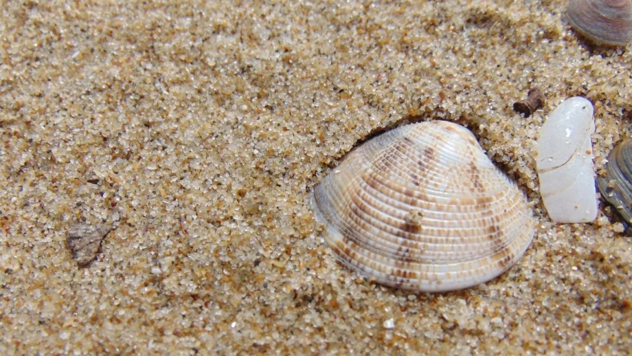 13 български плажа са отличени с престижния "Син флаг"