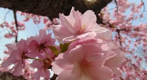 Седмична прогноза за времето (16 - 22 април)