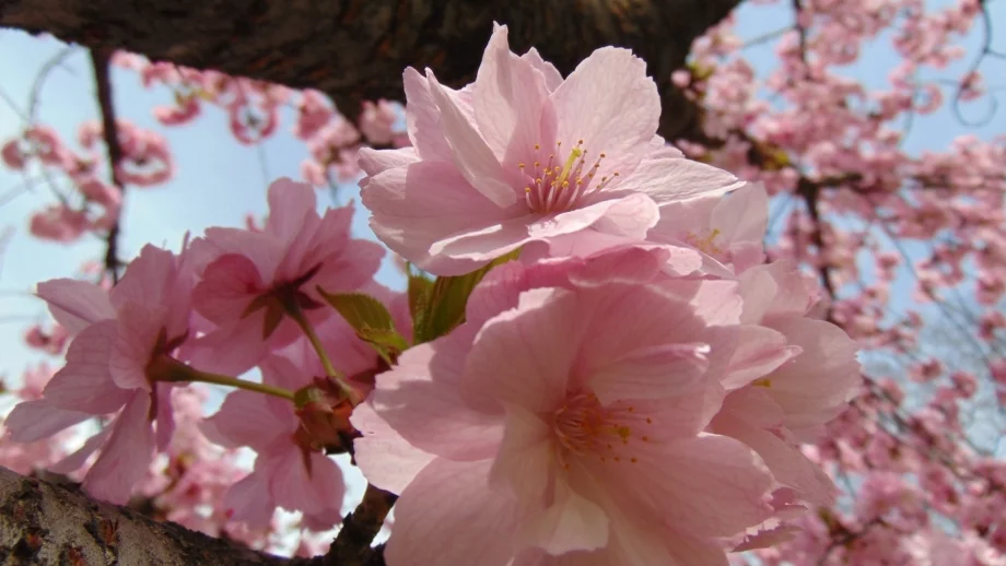 Седмична прогноза за времето (16 - 22 април)