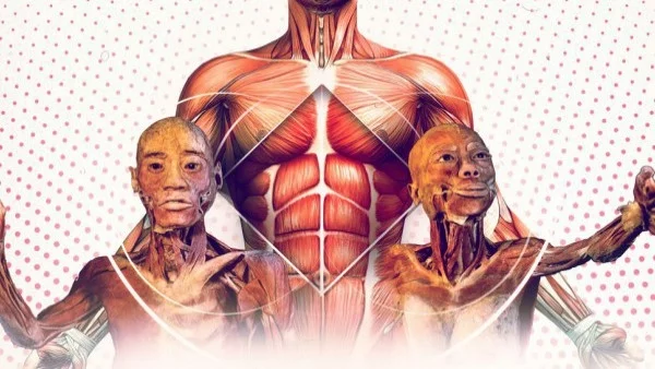 Образователната изложба с истински човешки тела отново гостува в София 