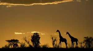 Виц за днес: Чукча в Африка