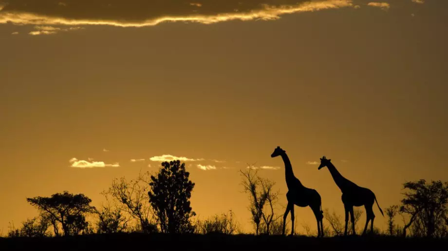 Виц за днес: Чукча в Африка