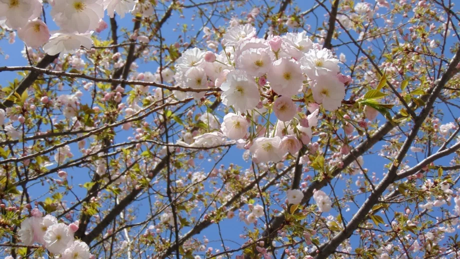 Ето какво време ни очаква от 1 до 15 май 