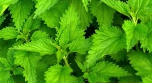 DIY: Почисти наслагванията по косата си с коприва