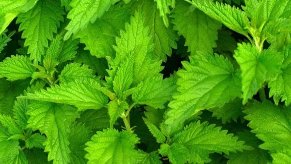 DIY: Почисти наслагванията по косата си с коприва