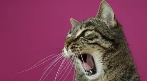 Улична котка ухапа човек и той се зарази с тежка, неизвестна за науката болест