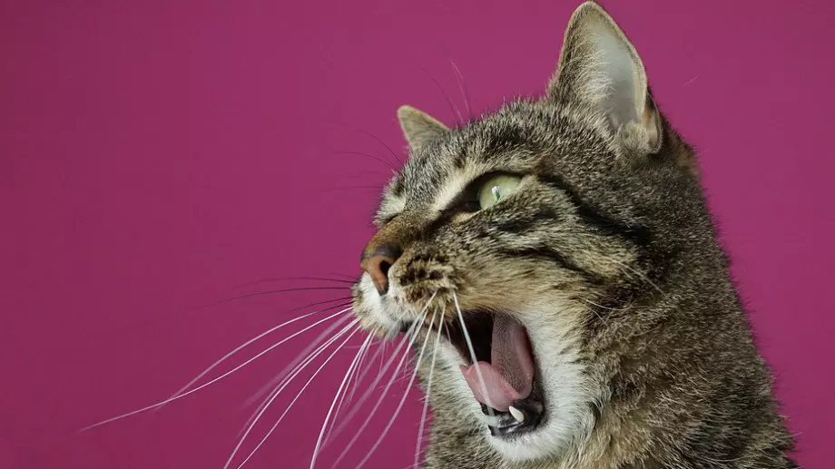 Улична котка ухапа човек и той се зарази с тежка, неизвестна за науката болест