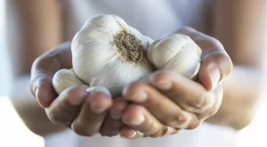 За да приберете богата реколта от едри глави чесън, подхранете го с това през юни