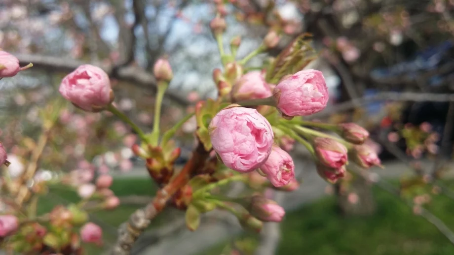 Какво време ни очаква през предстоящия празничен уикенд