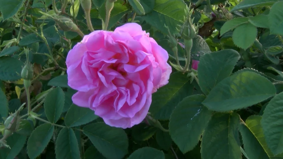 След протестите: Розопроизводителите ще получат извънредна помощ от държавата