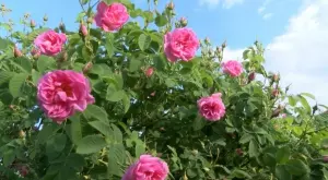 Скъпият газ е пагубен за производството на розово масло