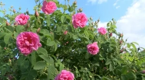 Изплатиха близо 2 млн. лева на розопроизводители