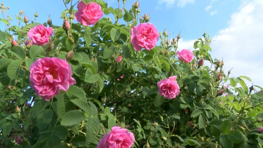 Изплатиха близо 2 млн. лева на розопроизводители